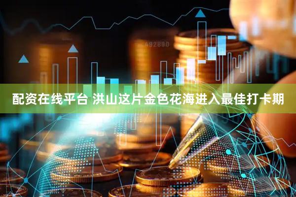 配资在线平台 洪山这片金色花海进入最佳打卡期